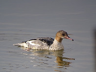 2025. 11. 23(일) - 정기모니터링(소래습지..