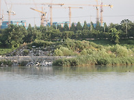 20250706-20250712 남동유수지 저어새 번..