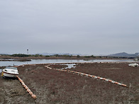 2025.11.08(토) 저어새 동시조사 및 정기..