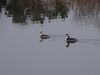 2026.03.22(일) - 정기모니터링(소래습지생..