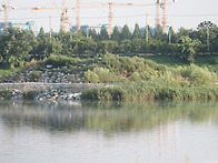 20250706-20250712 남동유수지 저어새 번..