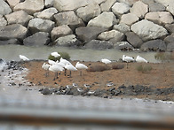 저어새 동시조사251019일