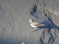 2026.02.01(일요일) - 정기모니터링(소래습..