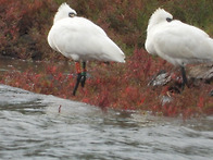 저어새 동시조사251019일