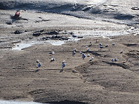 2026.01.04(일) - 정기모니터링(소래습지생..