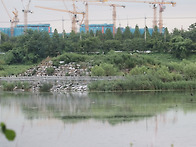 20250713-20250719 남동유수지 저어새 번..