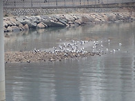 2026.04.05(일) - 정기모니터링(소래습지생..