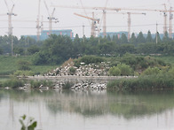 20250713-20250719 남동유수지 저어새 번..