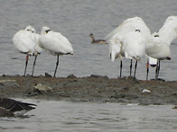 저어새 동시조사251108토-공촌천 유수지