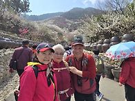 원유훈님 광양 매화꽃