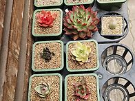 3월 판매, 오늘밤 9시 찜..