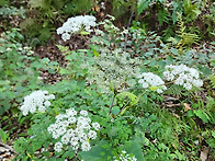 743차 안평내동골 옛길걷기