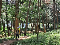 제758차백양산철쭉길