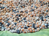 청국장 ㆍ2020.8.20