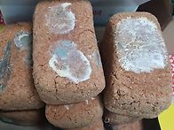 메주 띄우기 ( 2020년 콩..