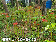 요즘 저의 꽃밭에 ᆢ