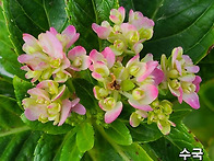 요즘 저의 꽃밭에 ᆢ