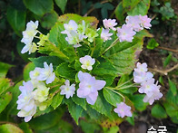 요즘 저의 꽃밭에 -..