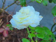 요즘 저의 꽃밭에 ᆢ