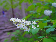 소백산 야생화 탐방 : 2..