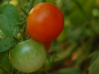 밭에서 키운 토마토