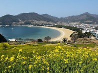 남해의 봄