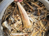 추운겨울 견공들을 위해