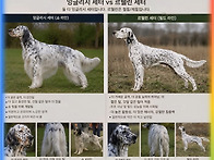 쇼라인과 필드라인의 잉글..
