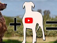 아이리쉬세터 와의 믹스