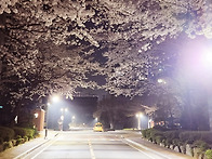 벚꽃 피었습니다 ..