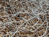 산책길의 상고대