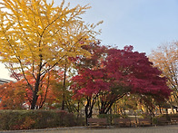 서울대공원 11.06.단풍나들..