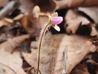 노루귀꽃 찍으러~~