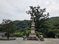 8.19.용문사