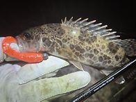 임진강, 한탄강 쏘가리낚시..