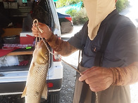 차탄천 누치 3수중 1수