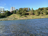 고탄교에서 잡았습니다