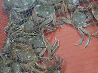 임진강 한탄강 참게판매합..