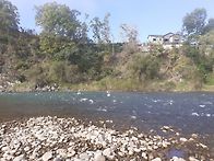 북삼교잉어 (말뚝님)