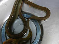 한탄강 밤나무골에서