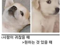 [네이트판]강아지 키우는 ..