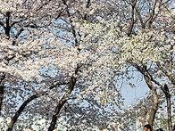 4월 만개한 벚&#45007;