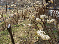 삼지닥나무