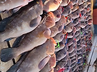 붉바리 48cm&#183;52cm&#183;52cm&#183;54cm&#183;56...