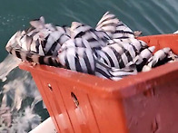 [고흥피쉬헌터호] 돌돔 덜덜이 출조~수온하..