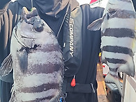 [고흥피쉬헌터호] 동트면서 돌돔 입질이어져..