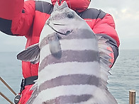 [고흥피쉬헌터호] 꾸준하게 입질한 돌돔 덜..