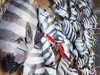 저수온에도 수면위로 올라오는 돌돔덜덜이~..