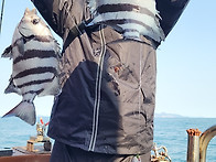 [고흥피쉬헌터호] 동트면서 돌돔 입질이어져..