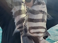 저수온에도 수면위로 올라오는 돌돔덜덜이~..